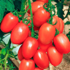 Насіння середньораннього томата «Забава» 0,1 г