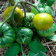 Насіння середньораннього томата « Грін Бі» 