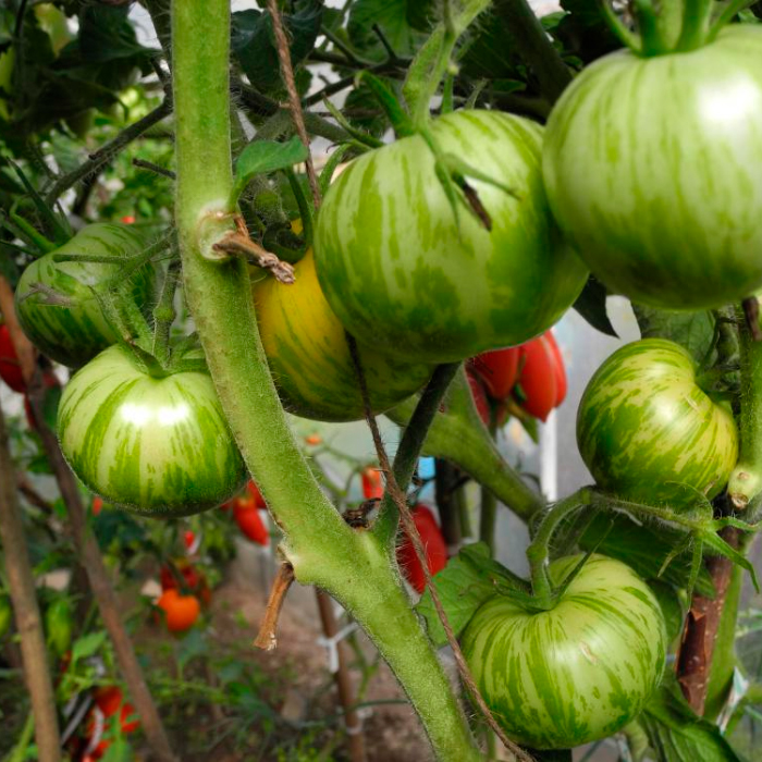 Насіння середньораннього томата « Грін Бі» 