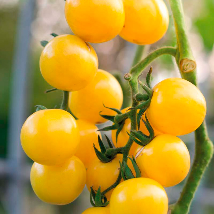 Насіння ранньостиглого томата «Золотий горіх» 0,1 г