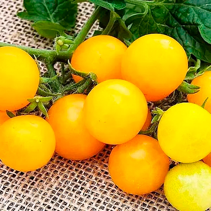 Насіння ранньостиглого томата «Золотий горіх» 0,1 г