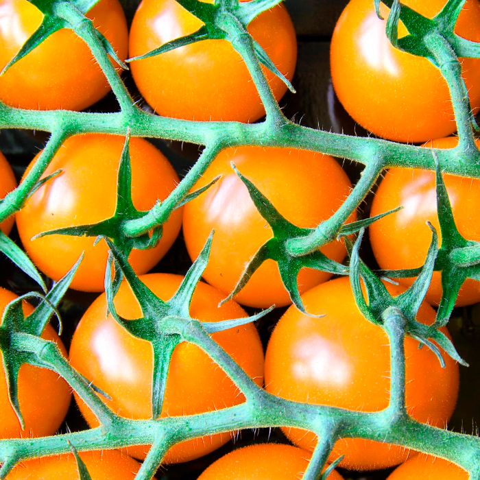 Насіння ранньостиглого томата «Золотий горіх» 0,1 г