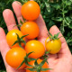 Насіння ранньостиглого томата «Золотий горіх» 0,1 г