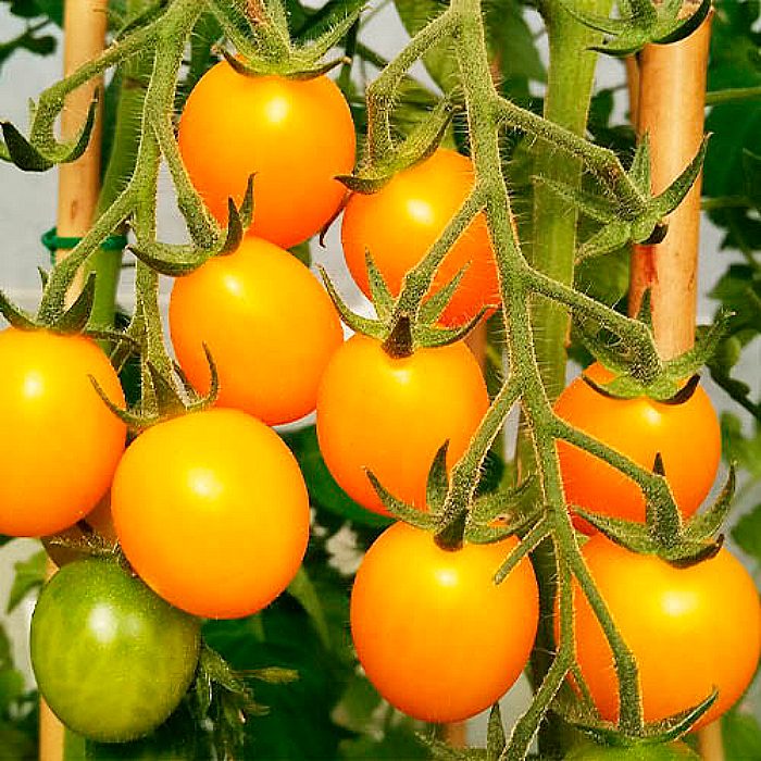 Насіння ранньостиглого томата «Золотий горіх» 0,1 г