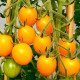 Насіння ранньостиглого томата «Золотий горіх» 0,1 г