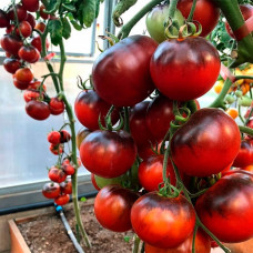 Насіння томата «Эфіоп»