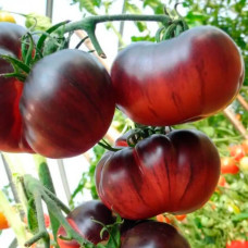 Насіння томату «Аметистова дорогоцінність»