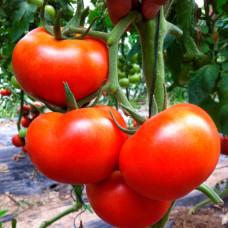Инкрустированные семена томата «Лабадо F1»