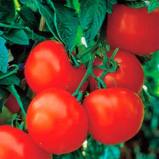 Семена ультрараннего томата «Чумак» 0,5 г