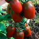 Насіння середньостиглого томата «Де-Барао» чорний 0,1 г