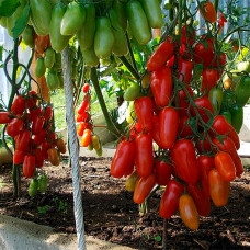 Семена раннеспелого томата «Кибиц» 0,15 г