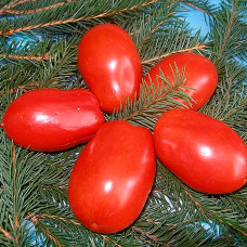 Семена ультрараннего томата «Ред Хантер» 0,15 г