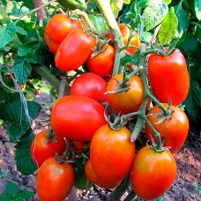 Семена среднеспелого томата «Рио-Гранде» 0,15 г