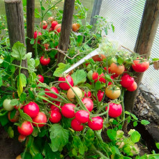 Семена раннеспелого томата «Розовая жемчужина» 0,1 г