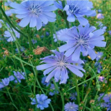 Насіння цикорію «Лікарський»