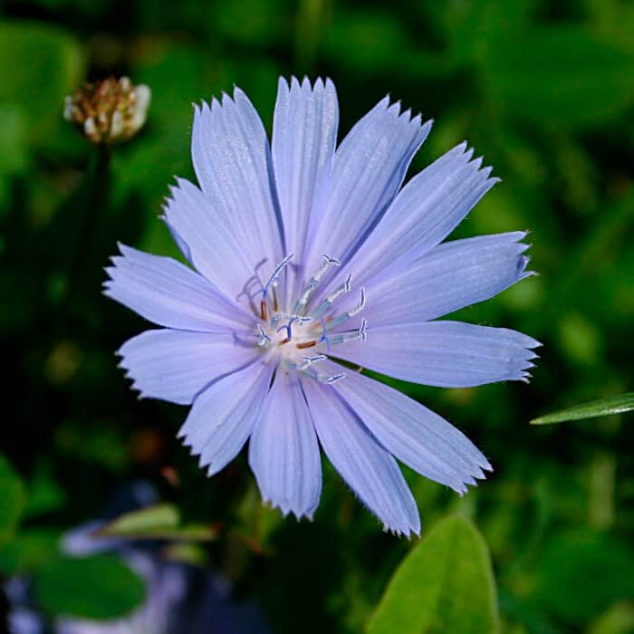 Насіння цикорію «Лікарський»