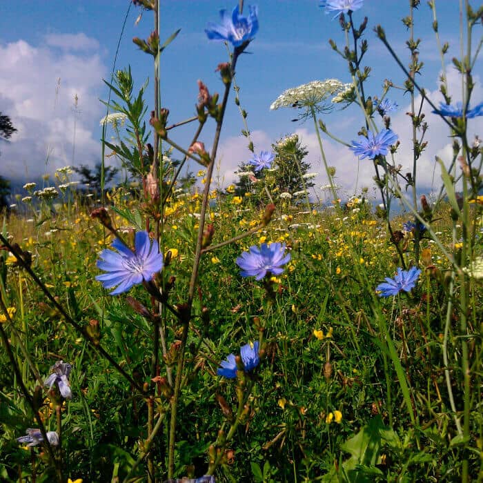 Насіння цикорію «Лікарський»