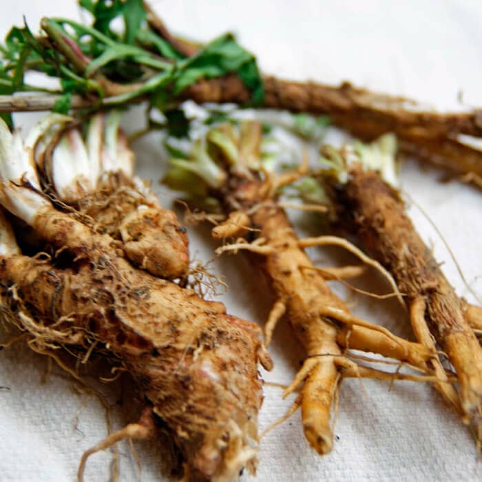 Насіння цикорію «Лікарський»