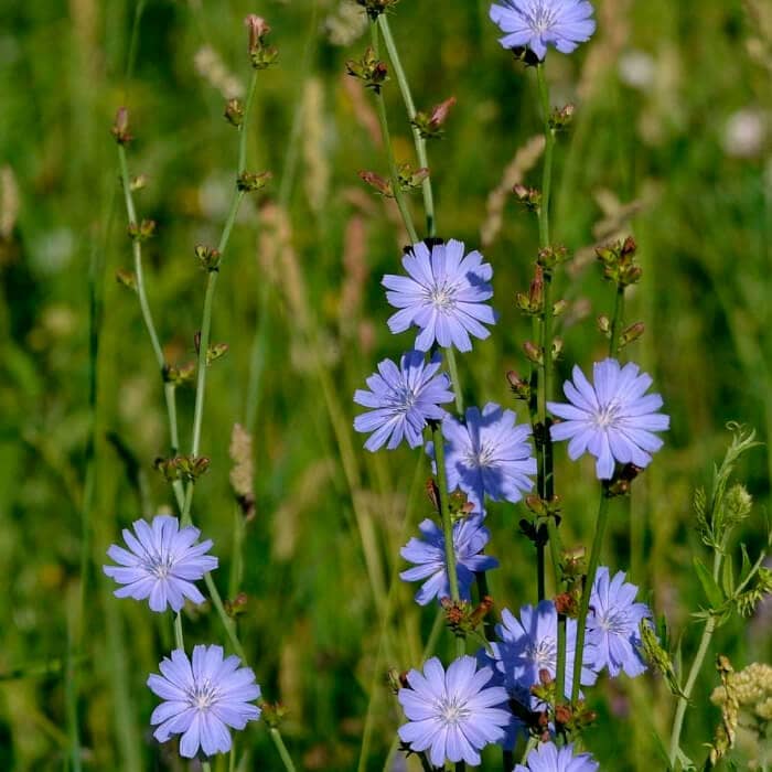 Насіння цикорію «Лікарський»