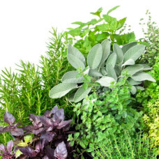 Насіння трав «Кавказькi трави»