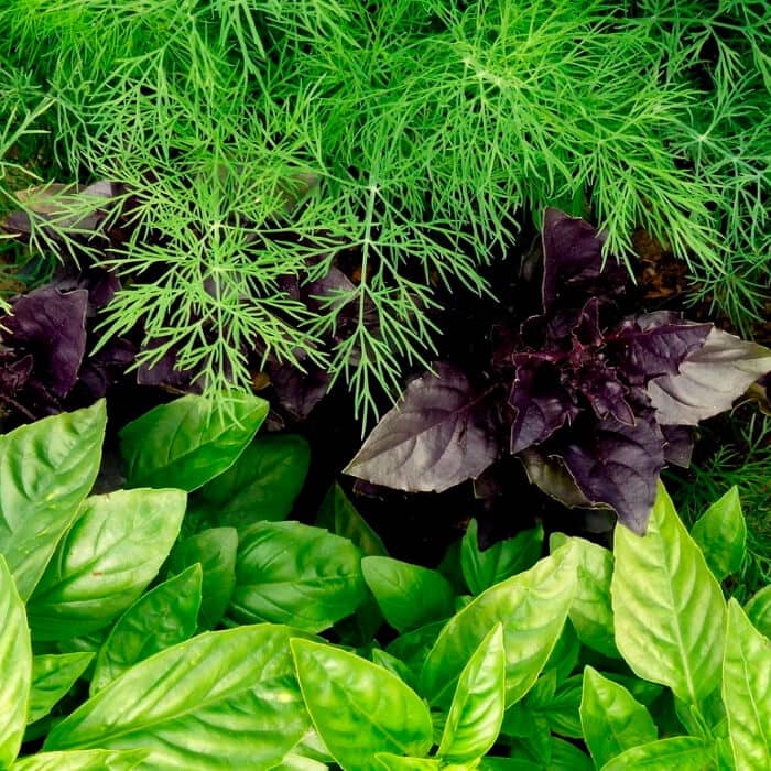 Насіння трав «Кавказькi трави»