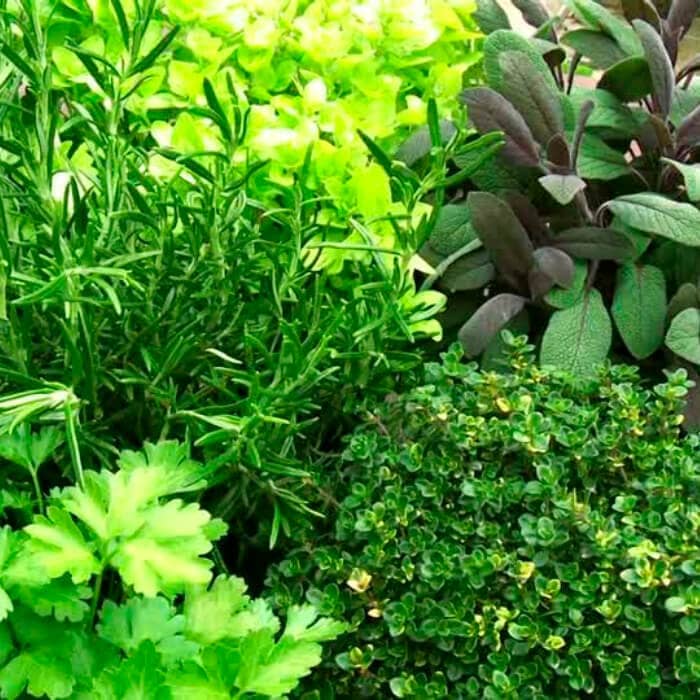 Насіння трав «Кавказькi трави»