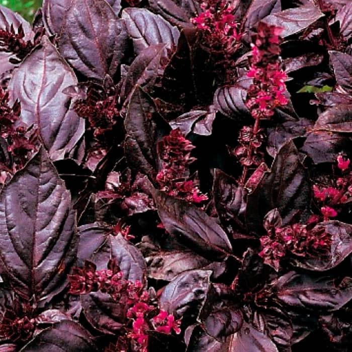 Насіння базиліку «Рубін Каїра»