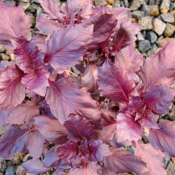 Насіння базиліку «Рубін Каїра»