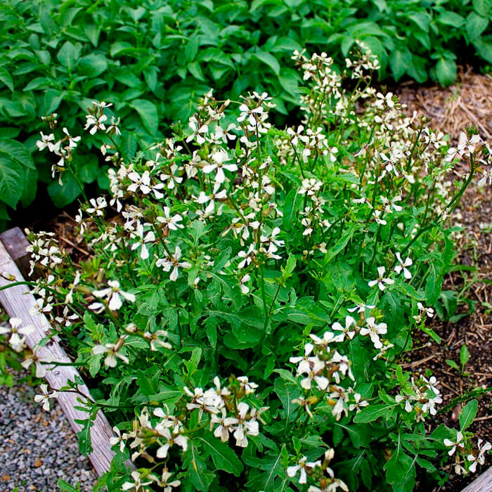 Насіння ранньостиглої руколи «Делікатесна» 