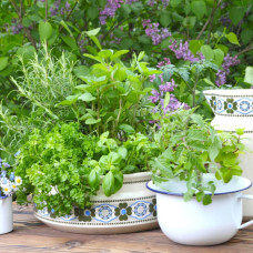 Суміш насіння пряних трав «Середземноморські трави» 5 г