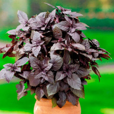 Насіння базиліку «Єреванський»