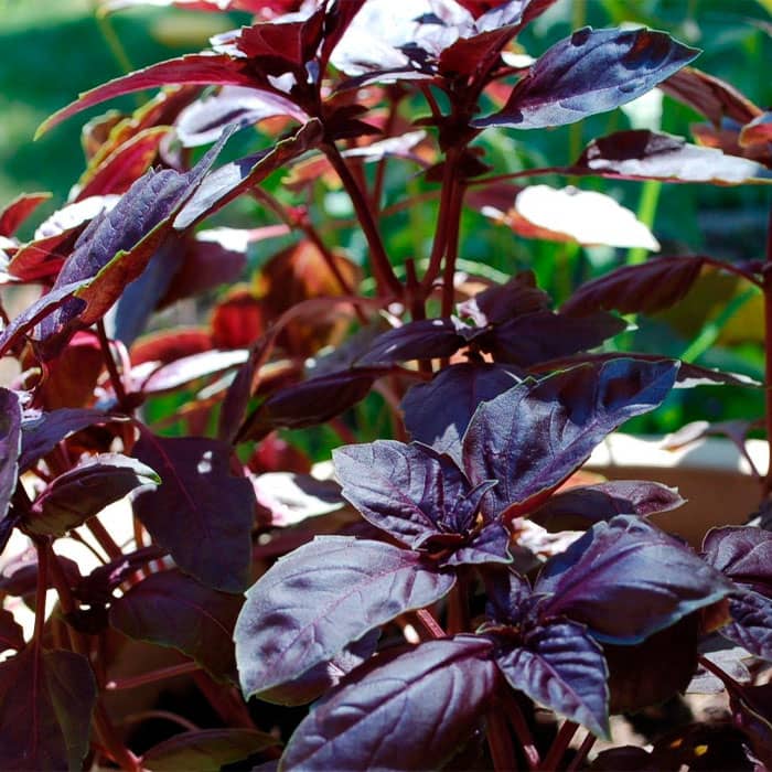 Насіння базиліку «Єреванський»