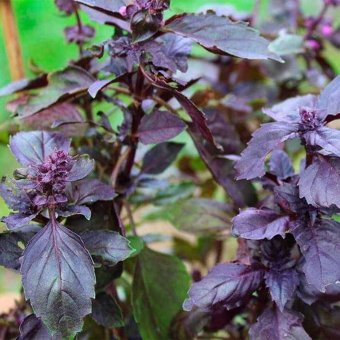 Насіння базиліку «Єреванський»