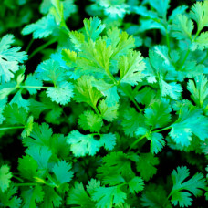 Насіння ранньостиглого коріандру «Янтар» 4 г