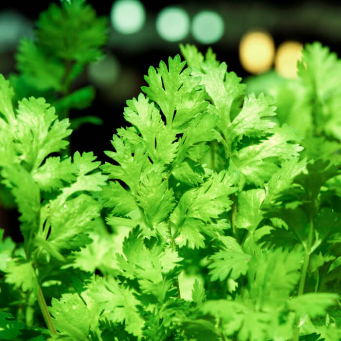 Насіння ранньостиглого коріандру «Янтар» 4 г