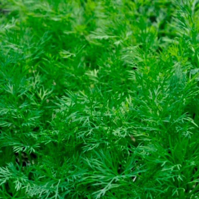 Насіння кропу «Асторія»