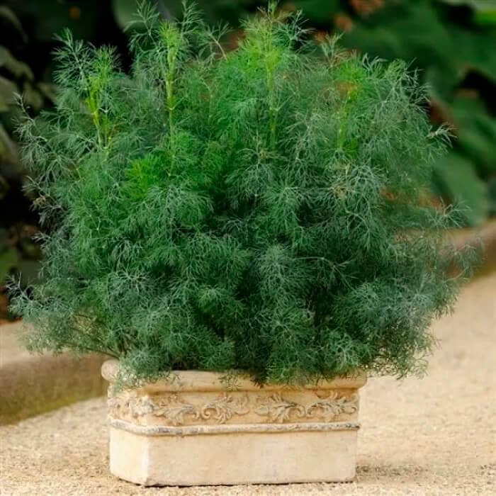 Насіння кропу «Асторія»