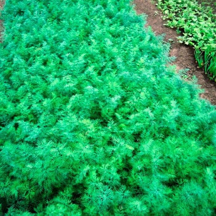 Насіння кропу «Асторія»