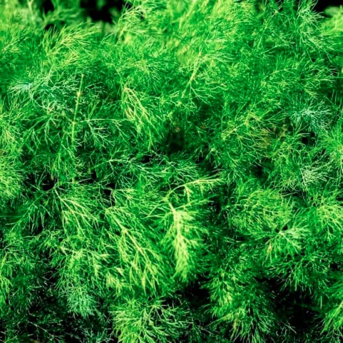 Насіння кропу «Скіф»