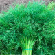 Насіння кропу «Скіф»