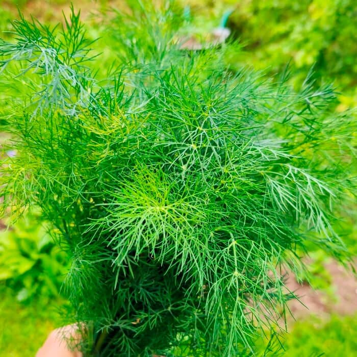 Насіння кропу «Скіф»