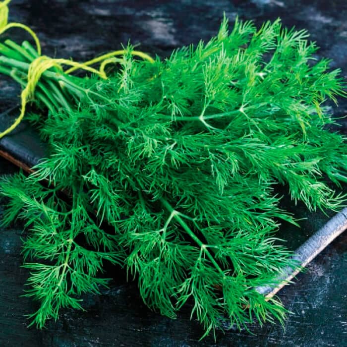 Насіння кропу «Скіф»