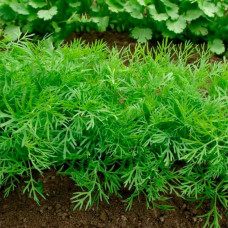 Насіння кропу «Супердукат» 