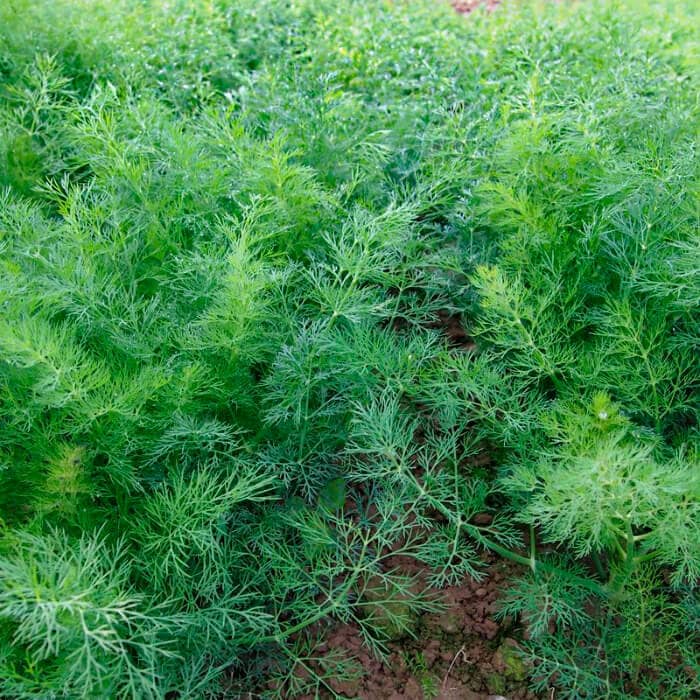 Насіння кропу «Супердукат» 