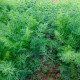 Насіння кропу «Супердукат» 