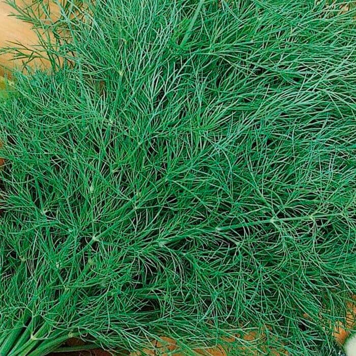 Насіння кропу «Супердукат» 