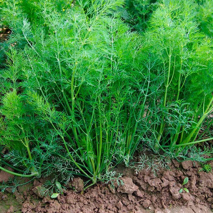 Насіння кропу «Супердукат» 