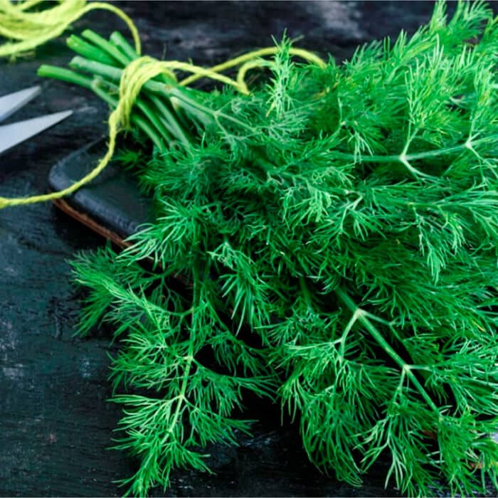 Насіння кропу «Супердукат» 