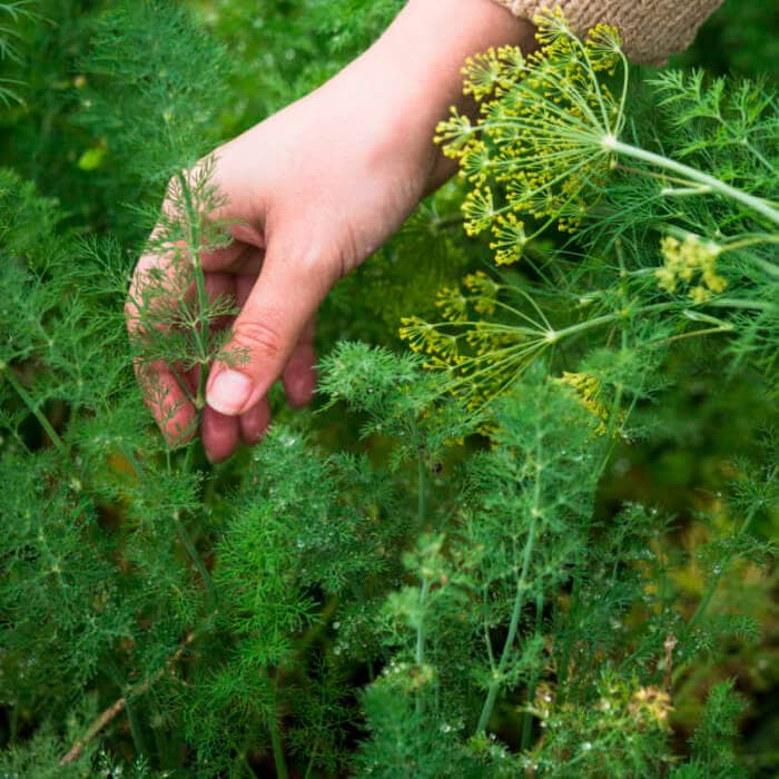 Насіння кропу «Супердукат» 