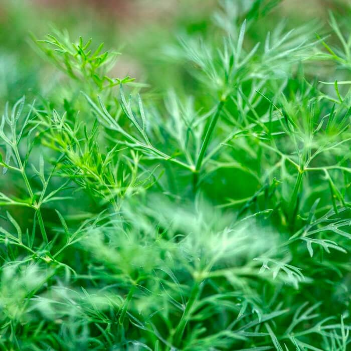 Насіння кропу «Геркулес» 5 г